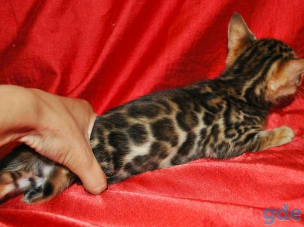 Шикарные бенгальские котята, фотография 7