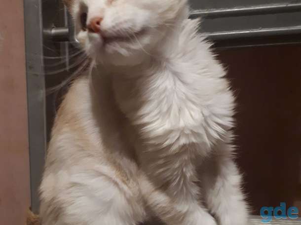 Котята Мейн КУН, фотография 8
