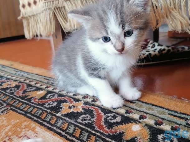 Котята, фотография 2
