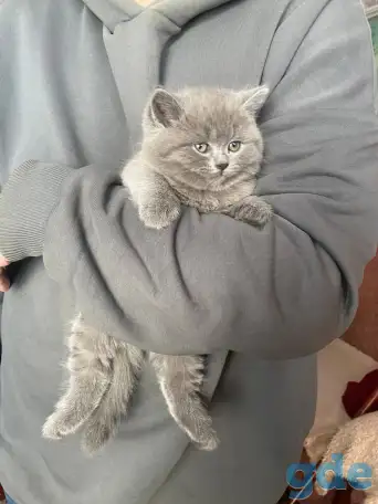 Шотландские котята, фотография 9