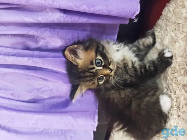 Отдам котят в добрые руки, фотография 4