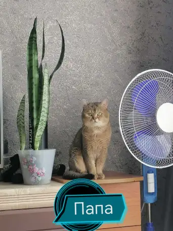 Котята, шотландские и британские., фотография 7
