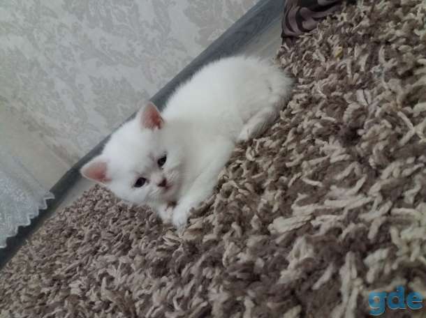 Шотландские кошечки, фотография 3