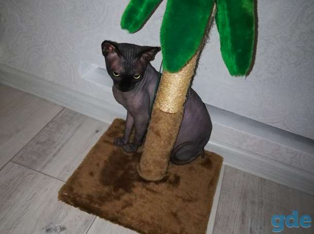 Продам котят, фотография 10