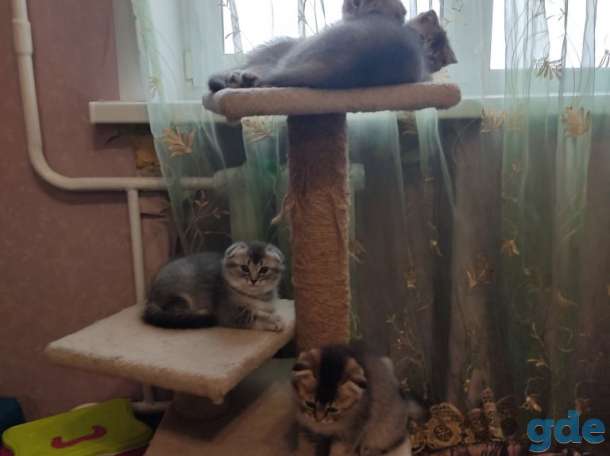 Шотландские котята, фотография 7