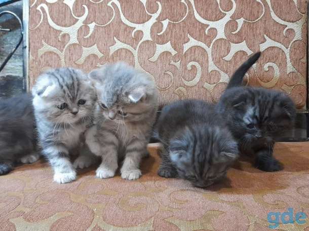 котята шотландские, фотография 9