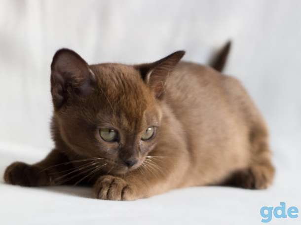Котята Европейской Бурмы, фотография 3