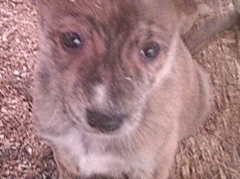 Отдам в дар забавных. игривых. упитанных щенков, фотография 2