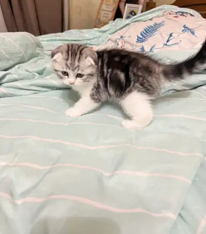 Шотландские котята, фотография 6