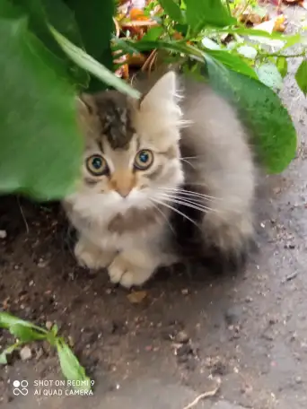 Нежный котенок Лёва ищет дом!, фотография 2