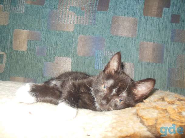 котёнок 3 меяца мальчик в дар, фотография 4