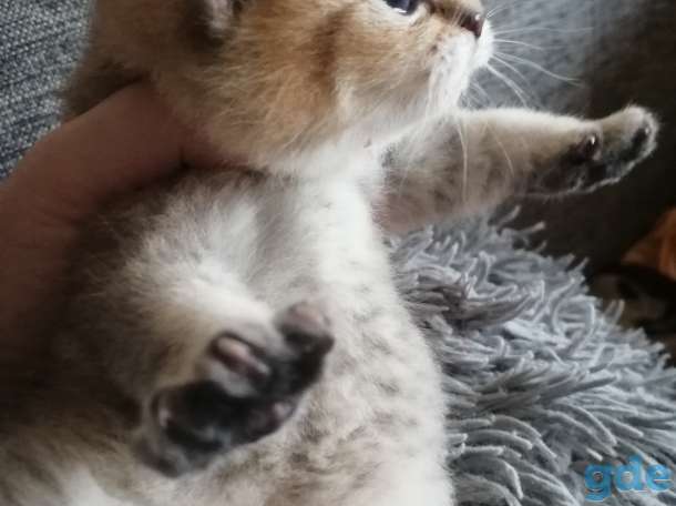 Продам котят. Шотландская шиншилла., фотография 4