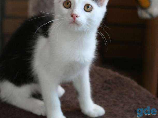 Котёнок Кепочка в самые ответственные ручки, фотография 3