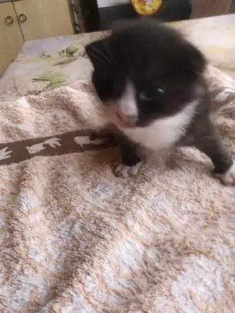 Котенок мальчик пушистый, фотография 5