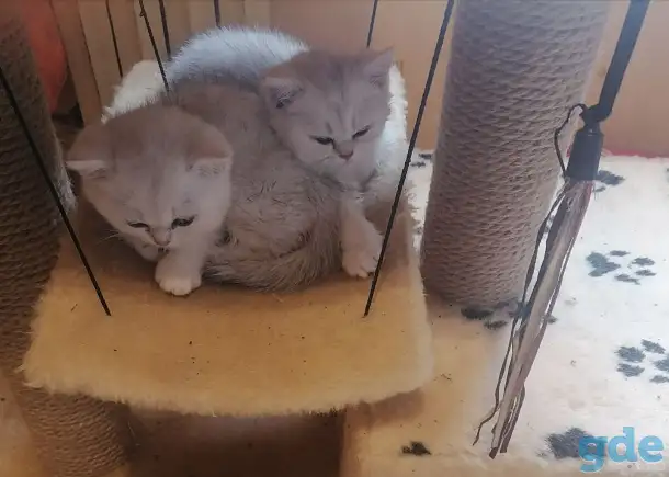 породистый британский котёнок, фотография 3