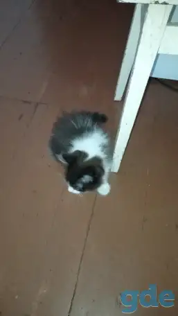 Котята, фотография 2