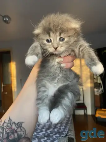 Котята шотландские, фотография 3