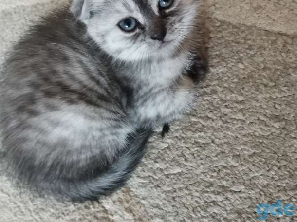Шотландские котята, фотография 3