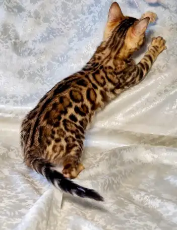 Бенгальские котята, фотография 4