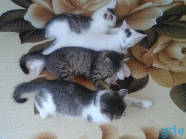 Котята в дар, фотография 1