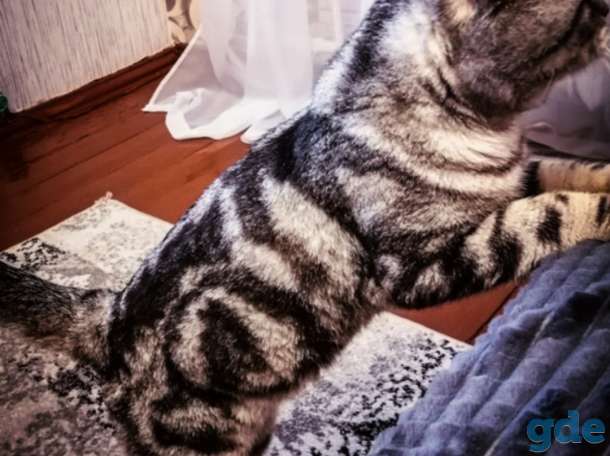 Шотландские котята, фотография 10