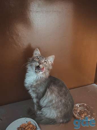 Котенок ищет дом, фотография 2