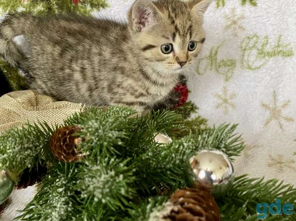 Британские котята, фотография 6