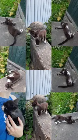 КОТЁНОК В ДОБРЫЕ РУКИ, фотография 1