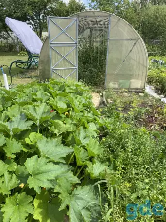 Продажа дачи, обл., Пуховичский р/н , с/с Дричинский, с/т МАРА, фотография 3
