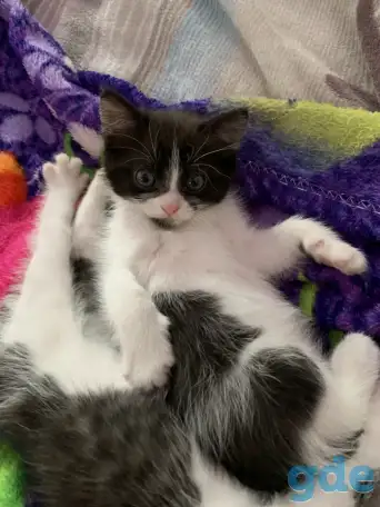 Котята ищут дом, фотография 4