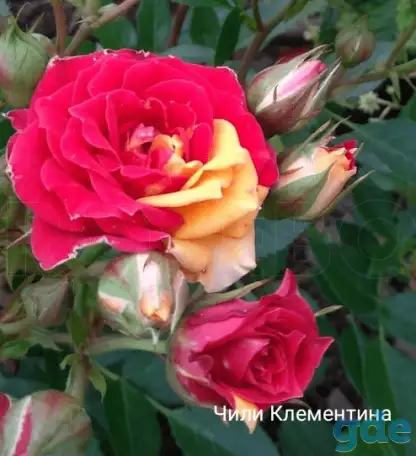 Роза ч/г. Саженцы 2х летние, фотография 1