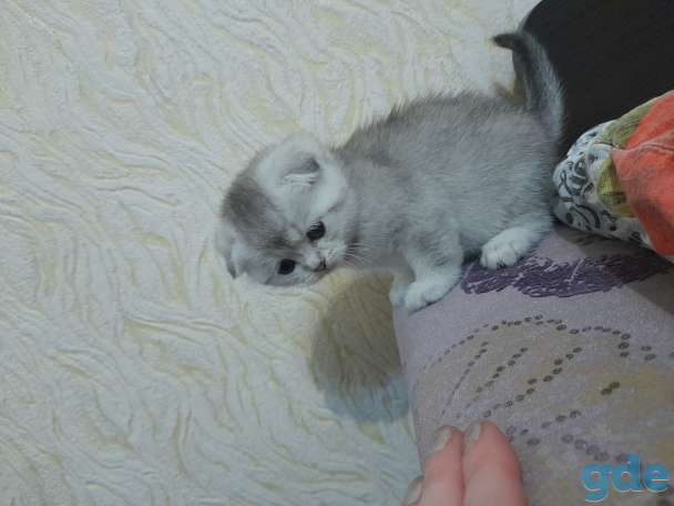Шотландский вислоухий котенок, фотография 2