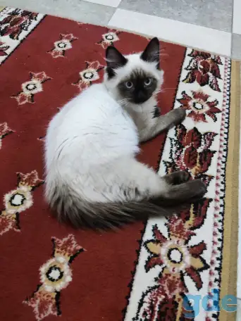 Тайский котёнок, срочно! 3 месяца в хорошие руки, фотография 1