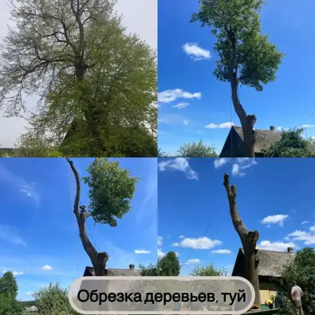 Спил деревьев, услуги альпиниста, фотография 1