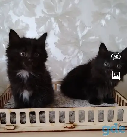 Курильский бобтейл котята, фотография 4