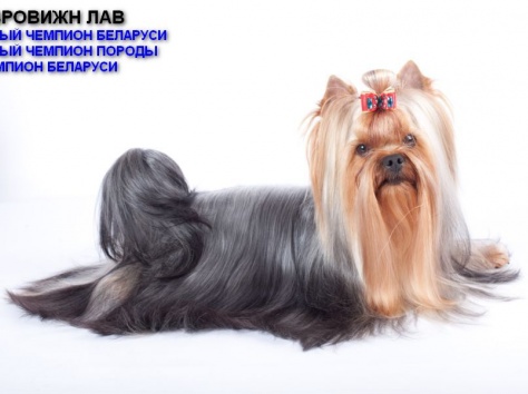 Готовятся к продаже щенки йоркширского терьера, фотография 4
