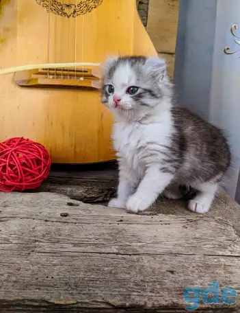 Котята Американский кёрл, фотография 2