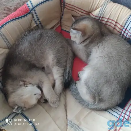 Шотландские котята золотая шиншилла. Договорная, фотография 3