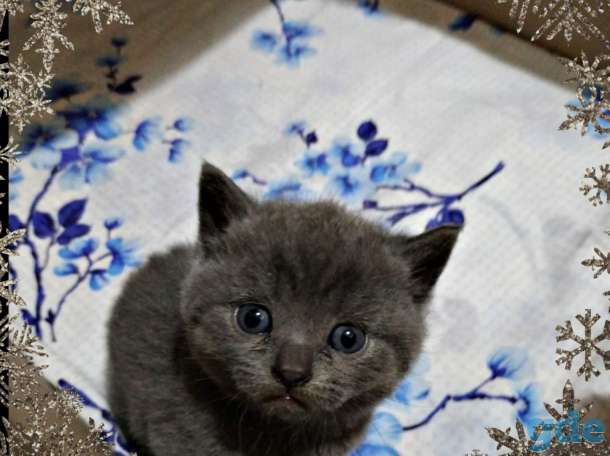 Шотландские котята, фотография 5