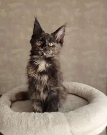 Котятa Мейн Куны из серцифицированного питомника, фотография 1