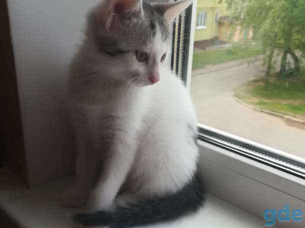 Котенок. Отдам в хорошие руки, фотография 1