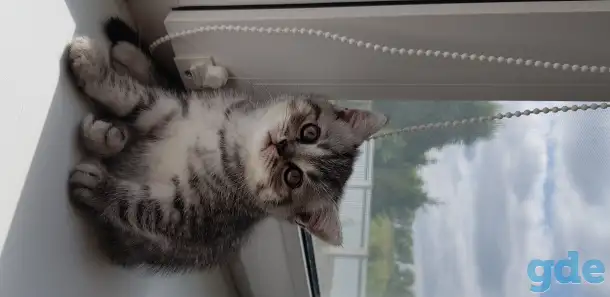 Котята шотландской короткошерстной, фотография 4