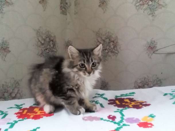 Отдам котят, фотография 1
