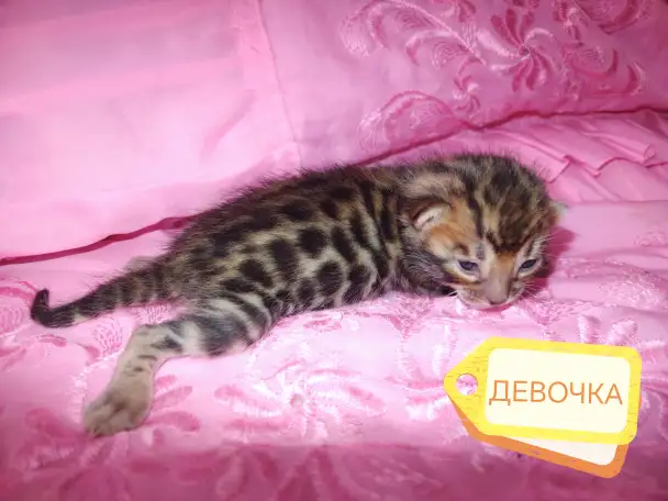 Шикарные бенгальские котята, фотография 7