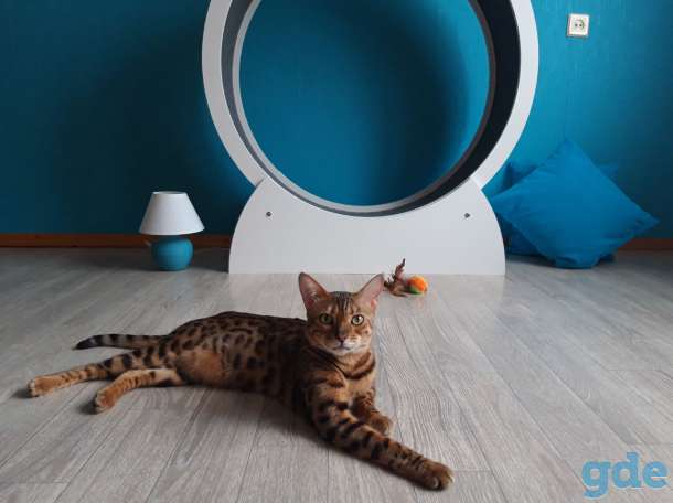 Беговое колесо для кота, фотография 4