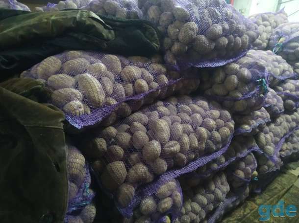Продам картошку 0,25 руб. за 1 кг, фотография 4