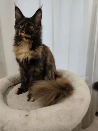 Котятa Мейн Куны из серцифицированного питомника, фотография 5