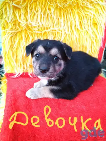 Щенки 