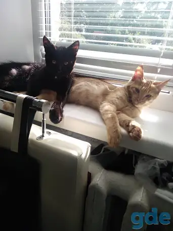 Котята, фотография 6