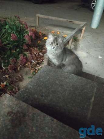 Котенок ищет дом, фотография 1